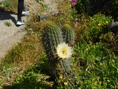 Trichocereus chiloensis litoralis