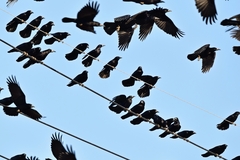Corvus frugilegus
