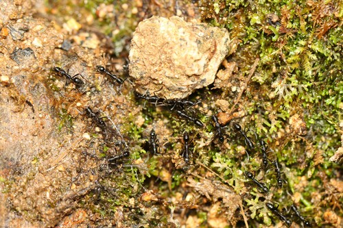 安氏扁猛蚁Simopelta andersoni