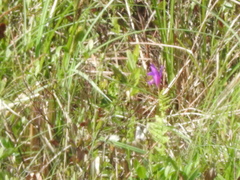 Arethusa bulbosa