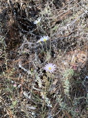 Symphyotrichum moranense