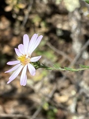 Symphyotrichum moranense