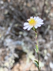 Symphyotrichum moranense