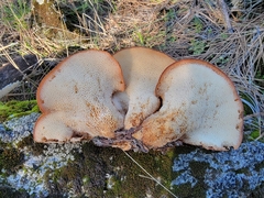 Polyporus decurrens
