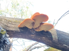 Polyporus decurrens