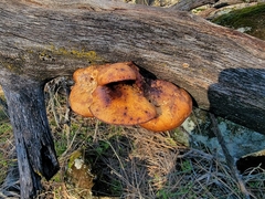 Polyporus decurrens