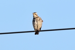 Turdus eunomus