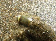 Olivella semistriata