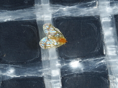 Saccharodite chrysonoe