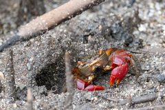 Neosarmatium fourmanoiri