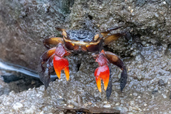 Neosarmatium fourmanoiri