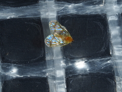 Saccharodite chrysonoe