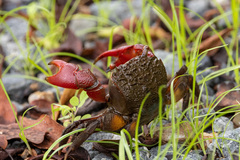 Neosarmatium fourmanoiri