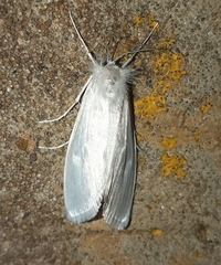 Rupela