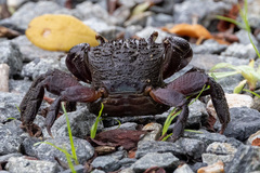 Neosarmatium fourmanoiri