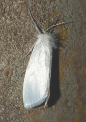 Rupela