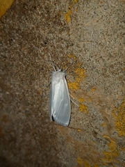 Rupela
