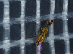 Spaminta minjerribae