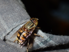 Eristalinus