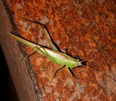 Conocephalus longipes