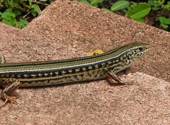 Ctenotus robustus