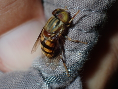 Eristalinus