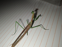 Coptopteryx gayi