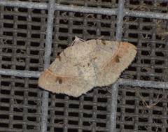 Frederickia subterminata