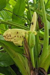 Syngonium podophyllum