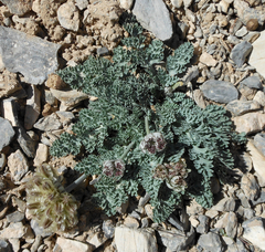 Vesper purpurascens
