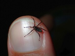 Hippoboscoidea
