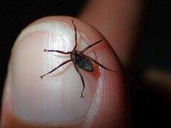 Hippoboscoidea