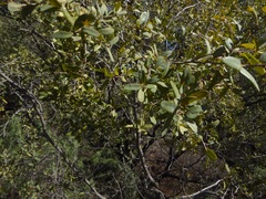 Quercus engelmannii