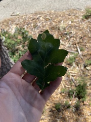 Quercus kelloggii