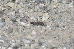 Lactista gibbosus