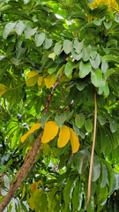 Manilkara zapota