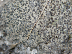 Lecanoromycetidae