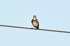Turdus eunomus