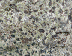 Lecanoromycetidae