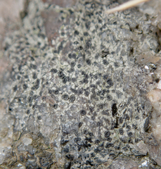 Lecanoromycetidae