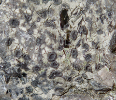 Lecanoromycetidae