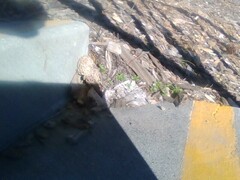 Morchella rufobrunnea