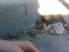 Morchella rufobrunnea