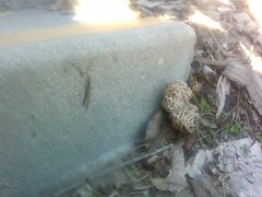 Morchella rufobrunnea