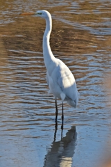 Ardea alba