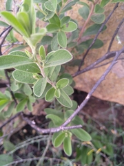 Diospyros lycioides