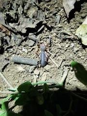 Ammotrechidae