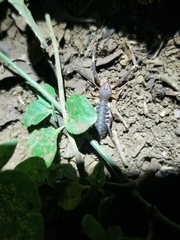 Ammotrechidae