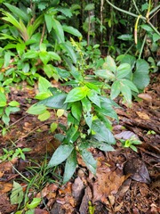 Sauvagesia elata