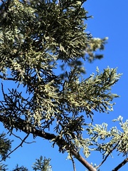Juniperus deppeana
